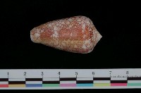 藏品(金翎芋螺)的圖片